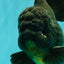 GODZILLA AAA Grade Black Oranda Male 6.5-7 inches #101626OR_18
