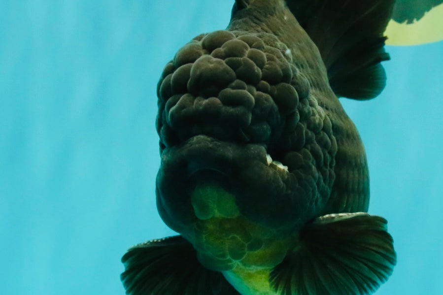 GODZILLA AAA Grade Black Oranda Male 6.5-7 inches #101626OR_18