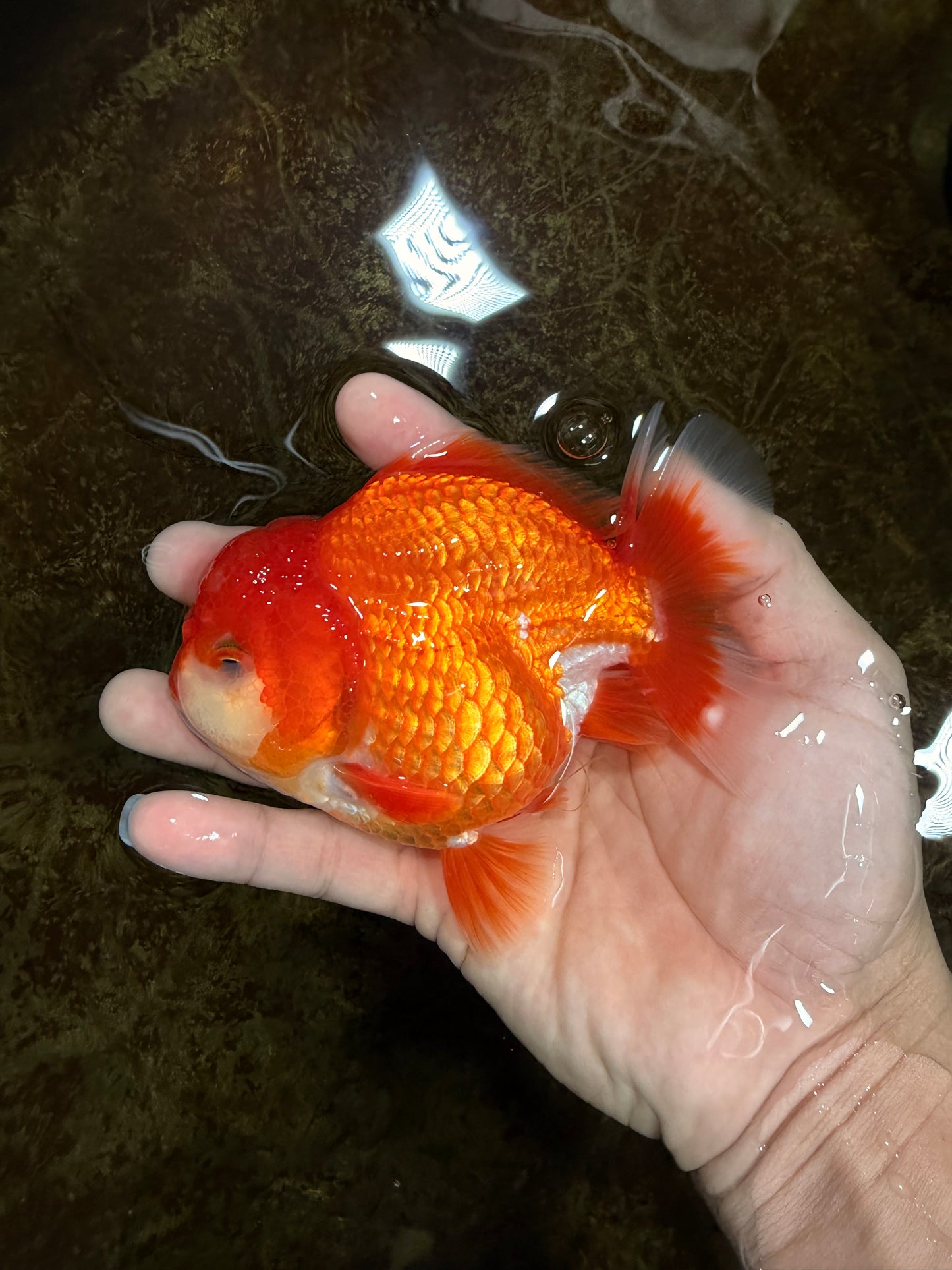 CHUBBY AAA Grade Red White Yuanbao Male 4.5 inches #121225YB_01