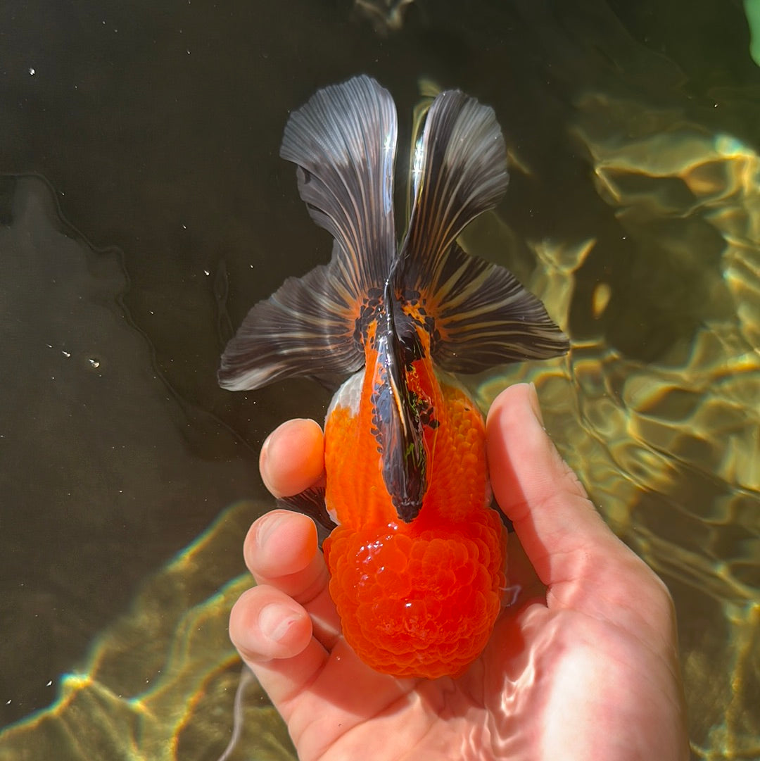 AAA Grade Tricolor Oranda Female 5 inches #0901OR_06