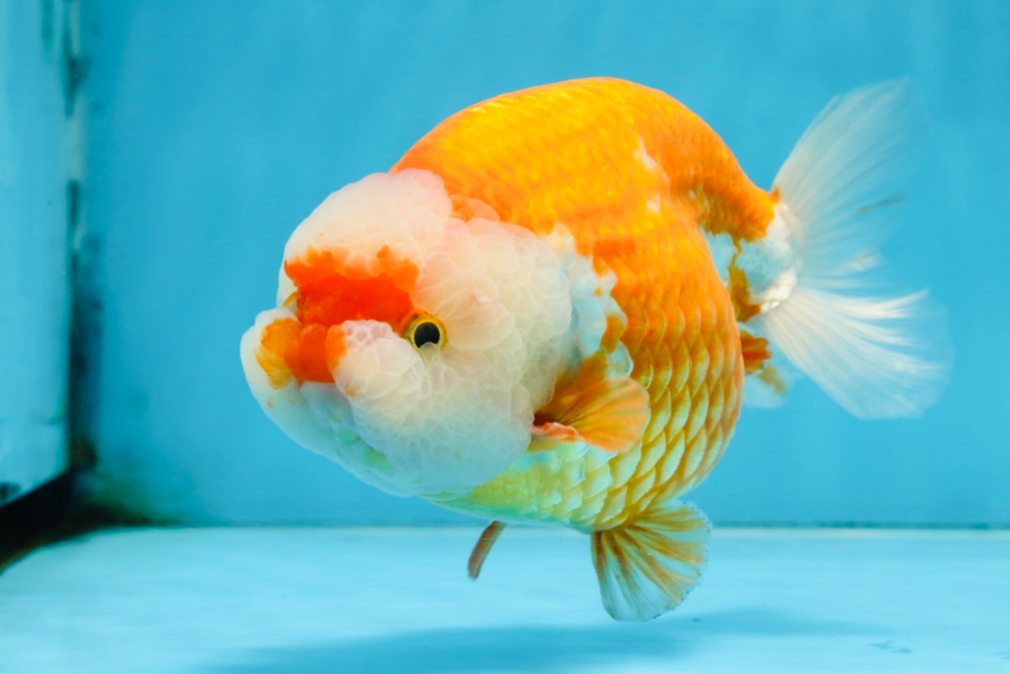 A Grade CHUBBY Red White LionKing 5.5-6 inches #091925LC_23