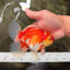 A Grade Red White Oranda Female 5.5 inches #071726OR_20