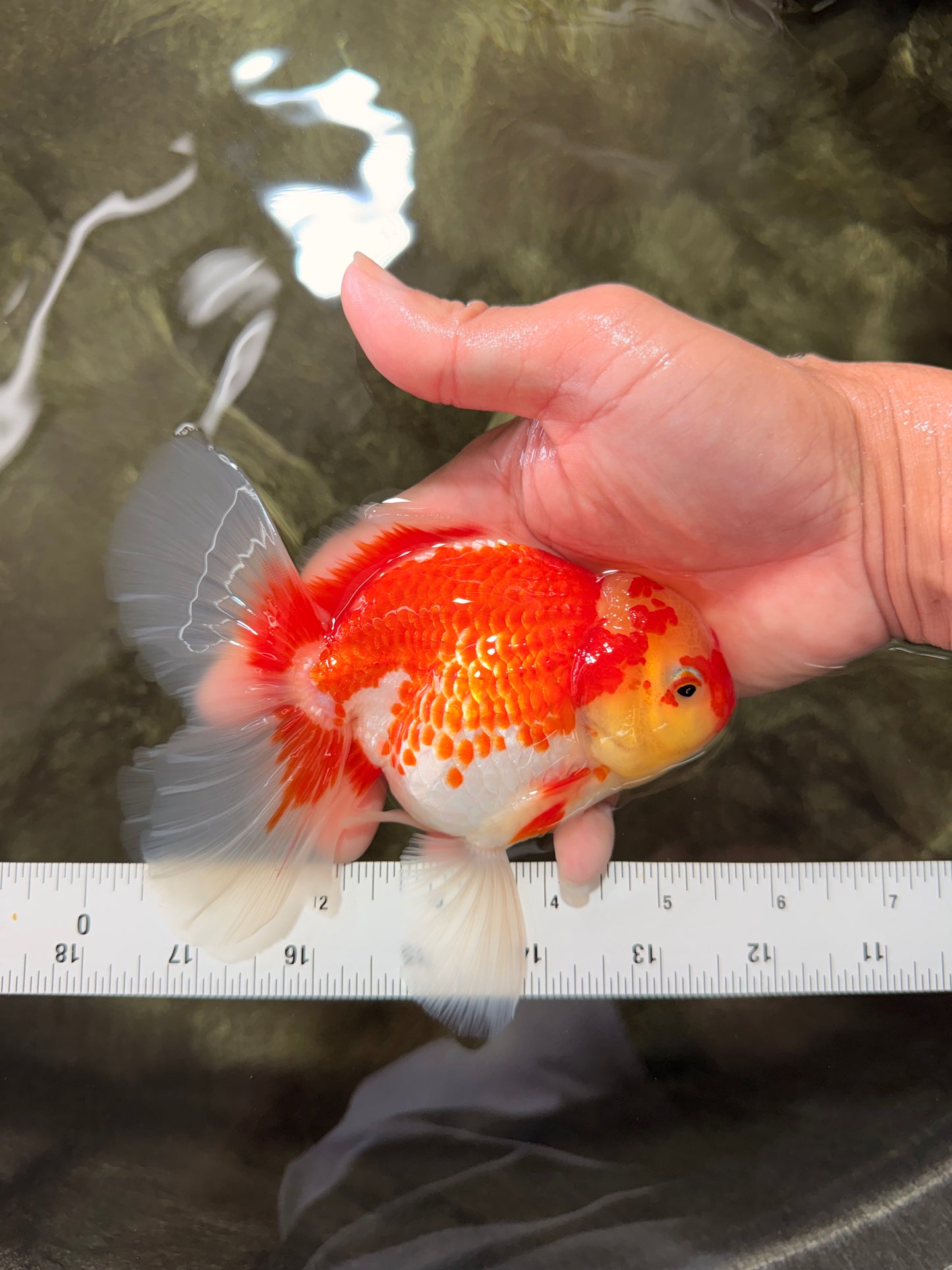 A Grade Red White Oranda Female 5.5 inches #071726OR_20