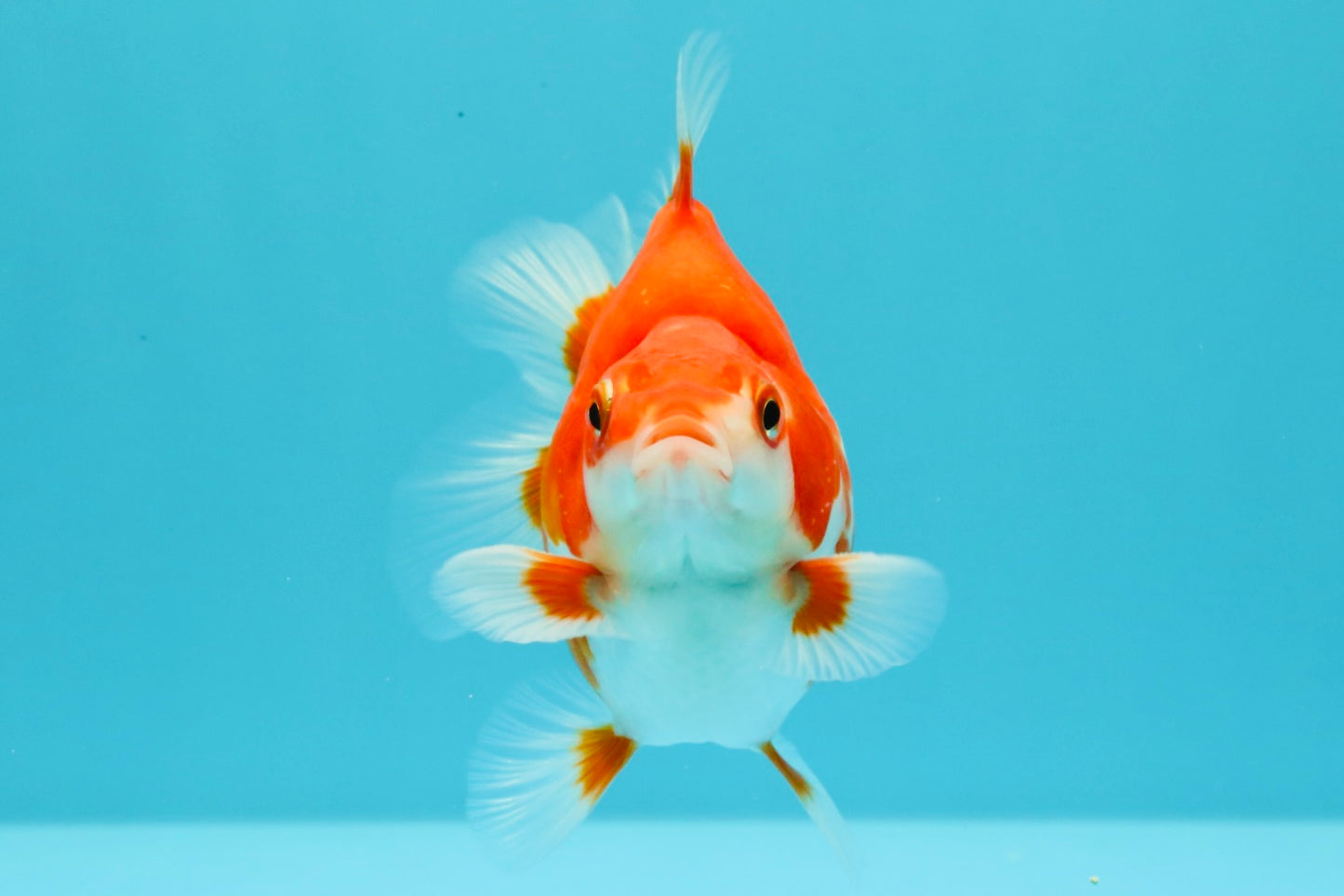 AAA Grade Red White Ryukin Male 4 inches #031326RK_30