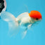 AAA Grade Red Cap Oranda Male 4.5 inches #0830OR_14