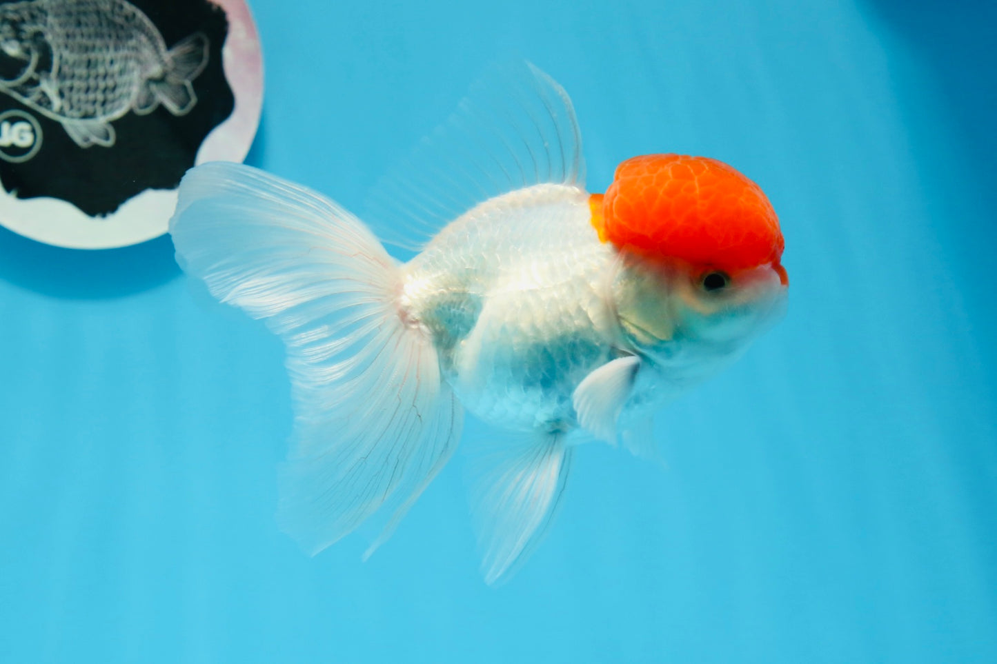 AAA Grade Red Cap Oranda Male 4.5 inches #0830OR_14