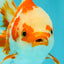 A Grade Red White Oranda Female 5.5  inches #070626OR_22