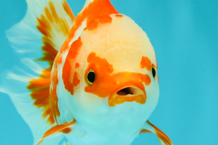 A Grade Red White Oranda Female 5.5  inches #070626OR_22