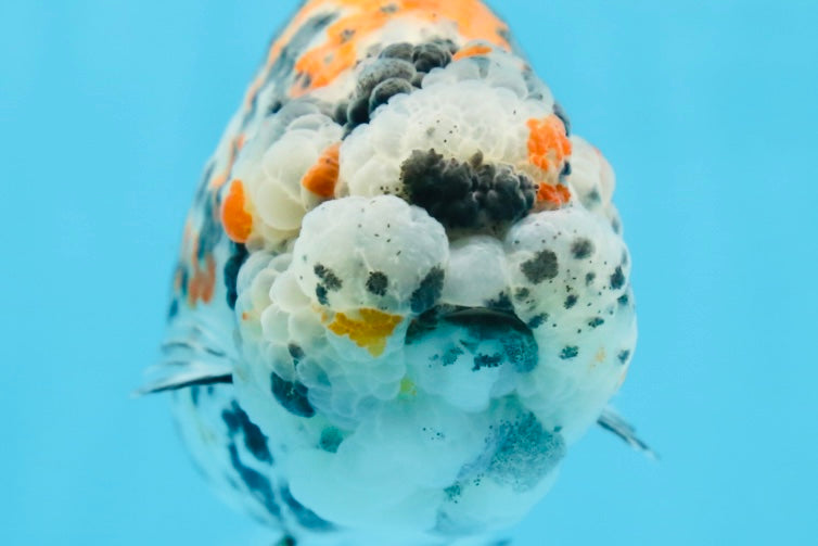 RARE AAA Grade Special Tricolor Tiger LionQueen 4.5-5 inches #082225LC_02