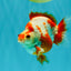 AAA Grade Red White Ryukin Male 4 inches #041726RK_05