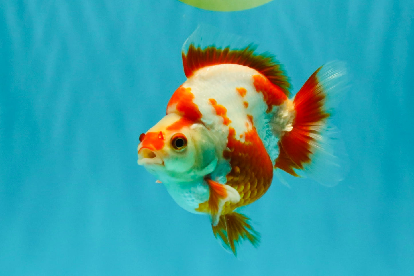 AAA Grade Red White Ryukin Male 4 inches #041726RK_05
