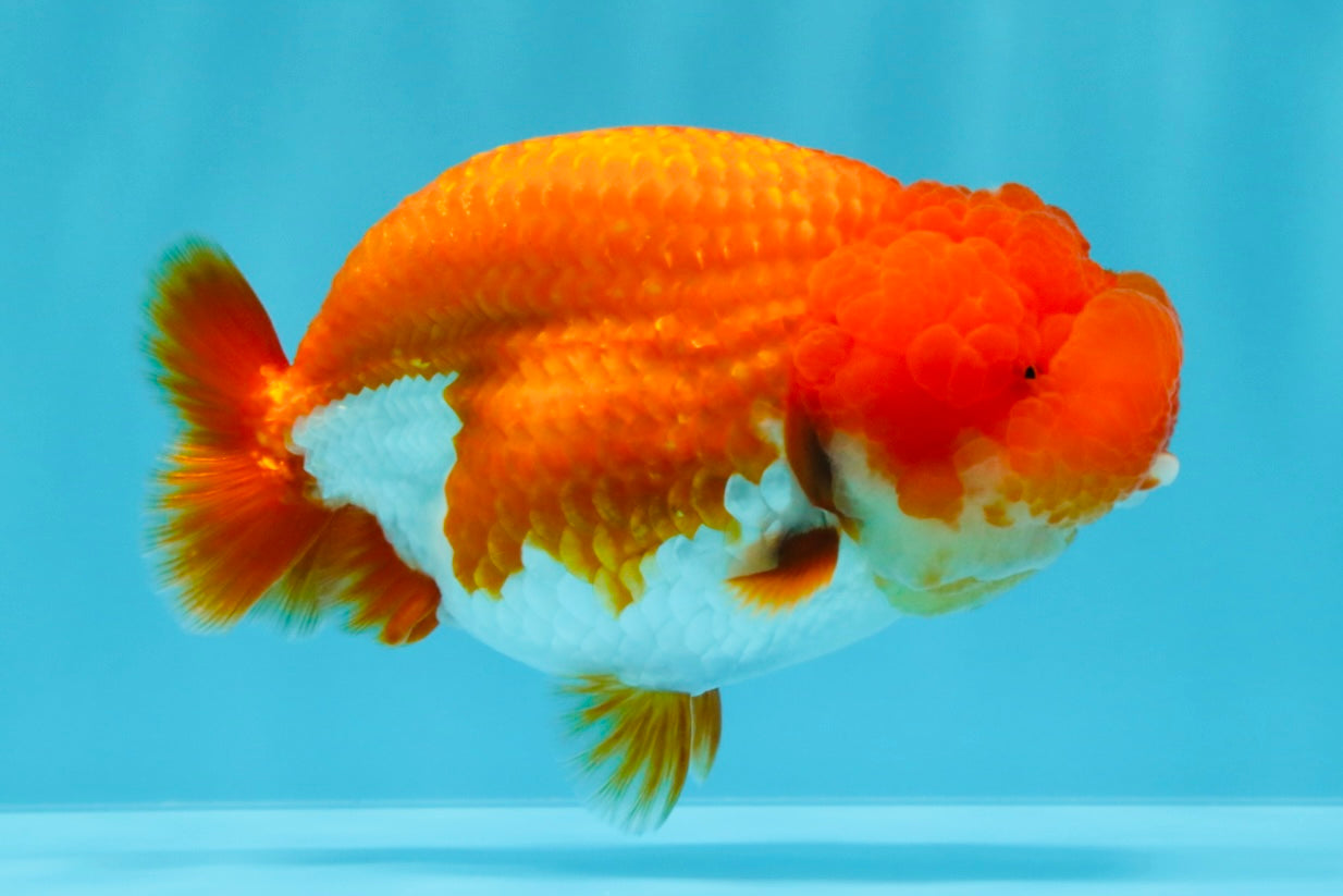 CHUBBY AAA Grade Red White LionQueen 4  inches #022026LC_16