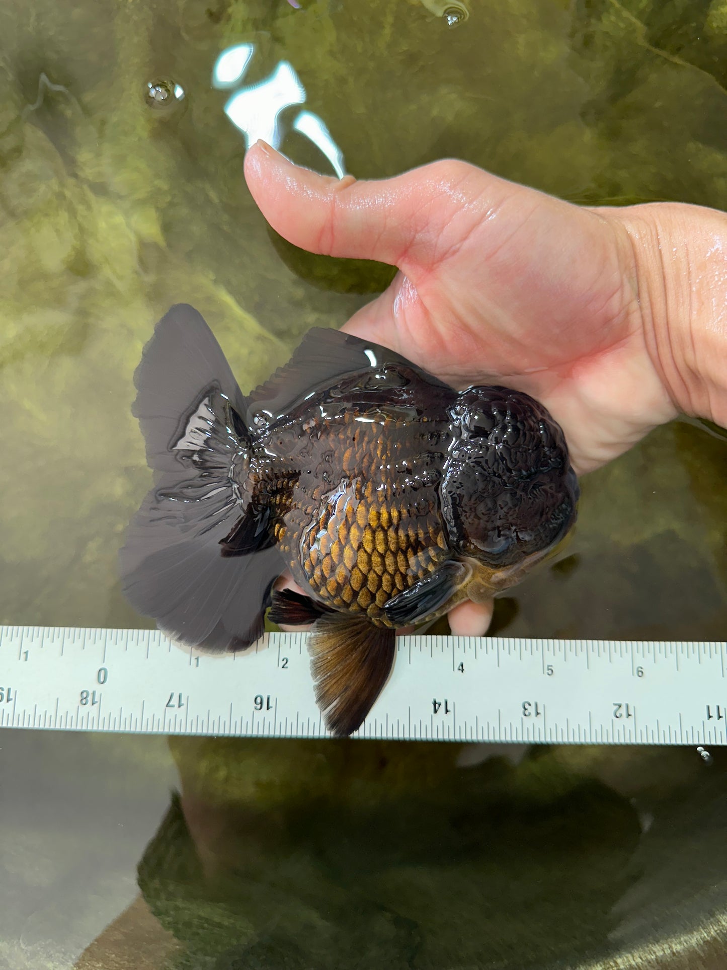 AAA Grade VERY SPECIAL Godzilla Black Oranda Male 5-5.5 inches #051625OR_18