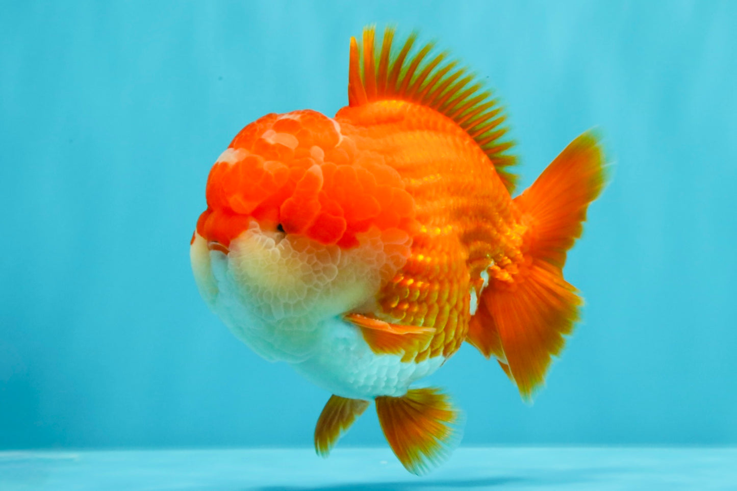 SUPER CUTE AAA Grade Godzilla Red White Yuanbao Male 5.5 inches #030626YB_09