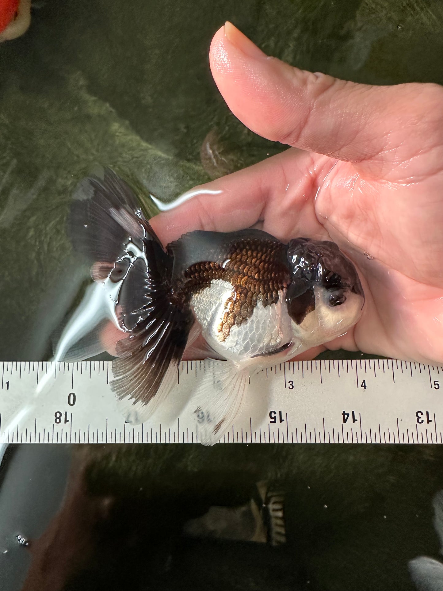 Panda Oranda Male 4 inches #110124OR_14