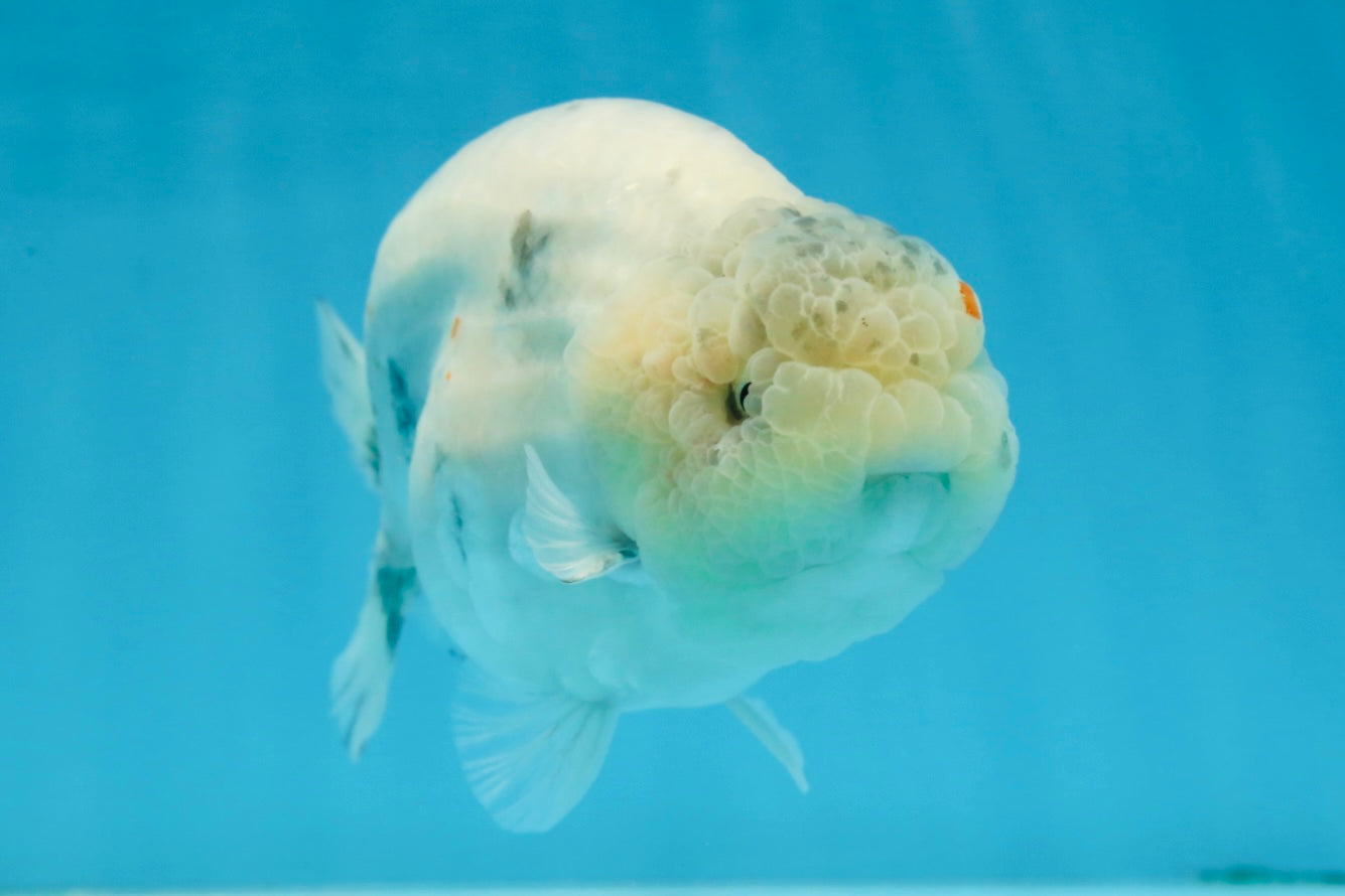 A Grade Marble LionKing 5 inches #071125LC_05