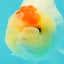 Nugget Snow Tancho Lemonhead Lionchu Male 4 inches #1018LC_06