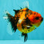A Grade Tiger Oranda Female 5.5 inches #062626OR_38