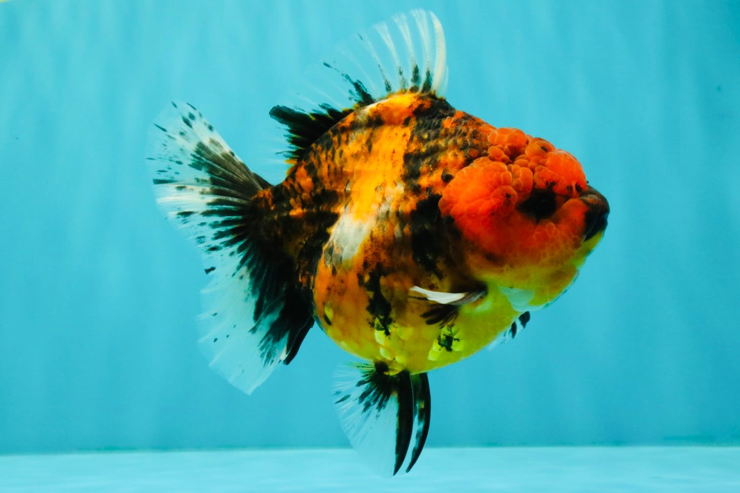 A Grade Tiger Oranda Female 5.5 inches #062626OR_38