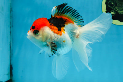 Tricolor Oranda Female 5-5.5 inches #112125OR_19