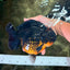 SHOW GRADE Red Head Kirin Yuanbao Female 6.5 inches #070326YB_01