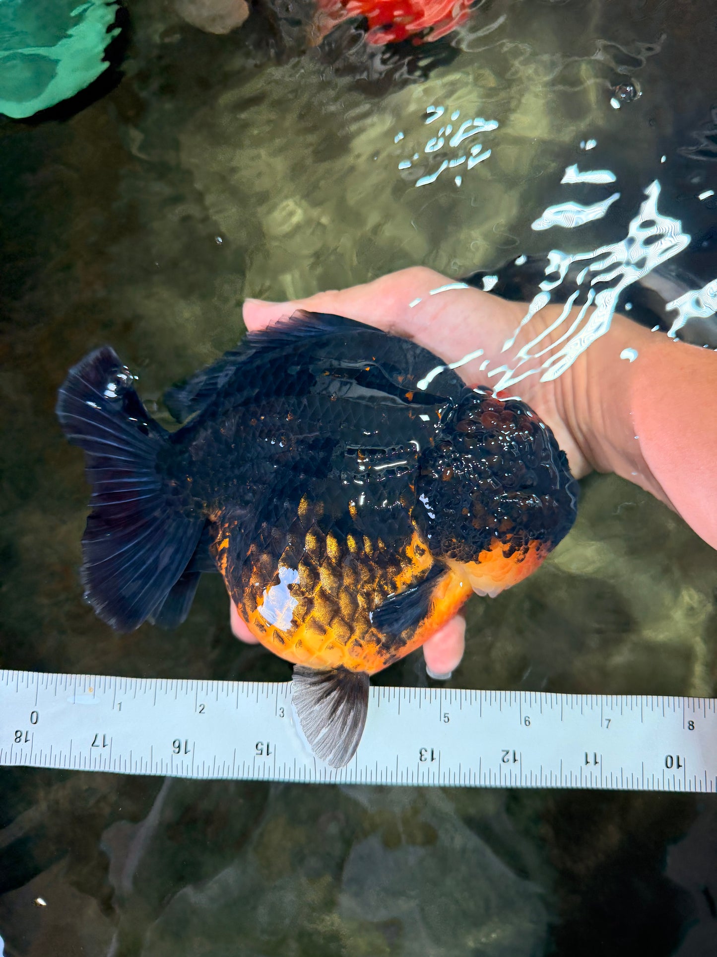 SHOW GRADE Red Head Kirin Yuanbao Female 6.5 inches #070326YB_01