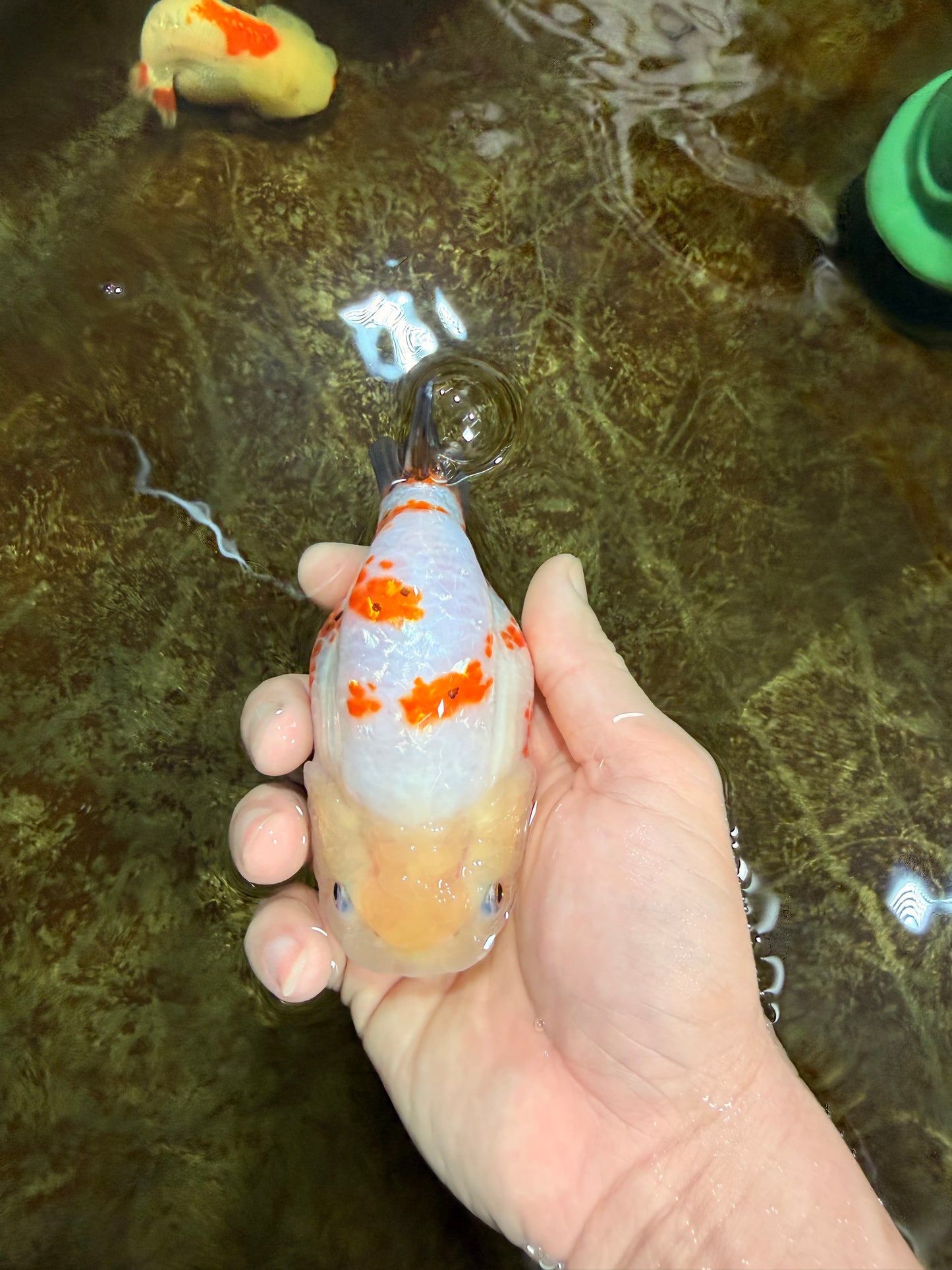 Sakura Chinese Ranchu Female 4.5 inches #121225RC_05