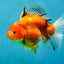 A Grade Sakura Oranda Female 6-6.5 inches #060625OR_11