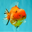 AAA Grade Tiger Yuanbao Male 5.5 inches #100926YB_03