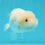 Snow White Lionchu Male 3.5-4 inches #1004LC_13