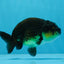 Black Gold Ranchu Hembra 4 pulgadas #0726RC_34