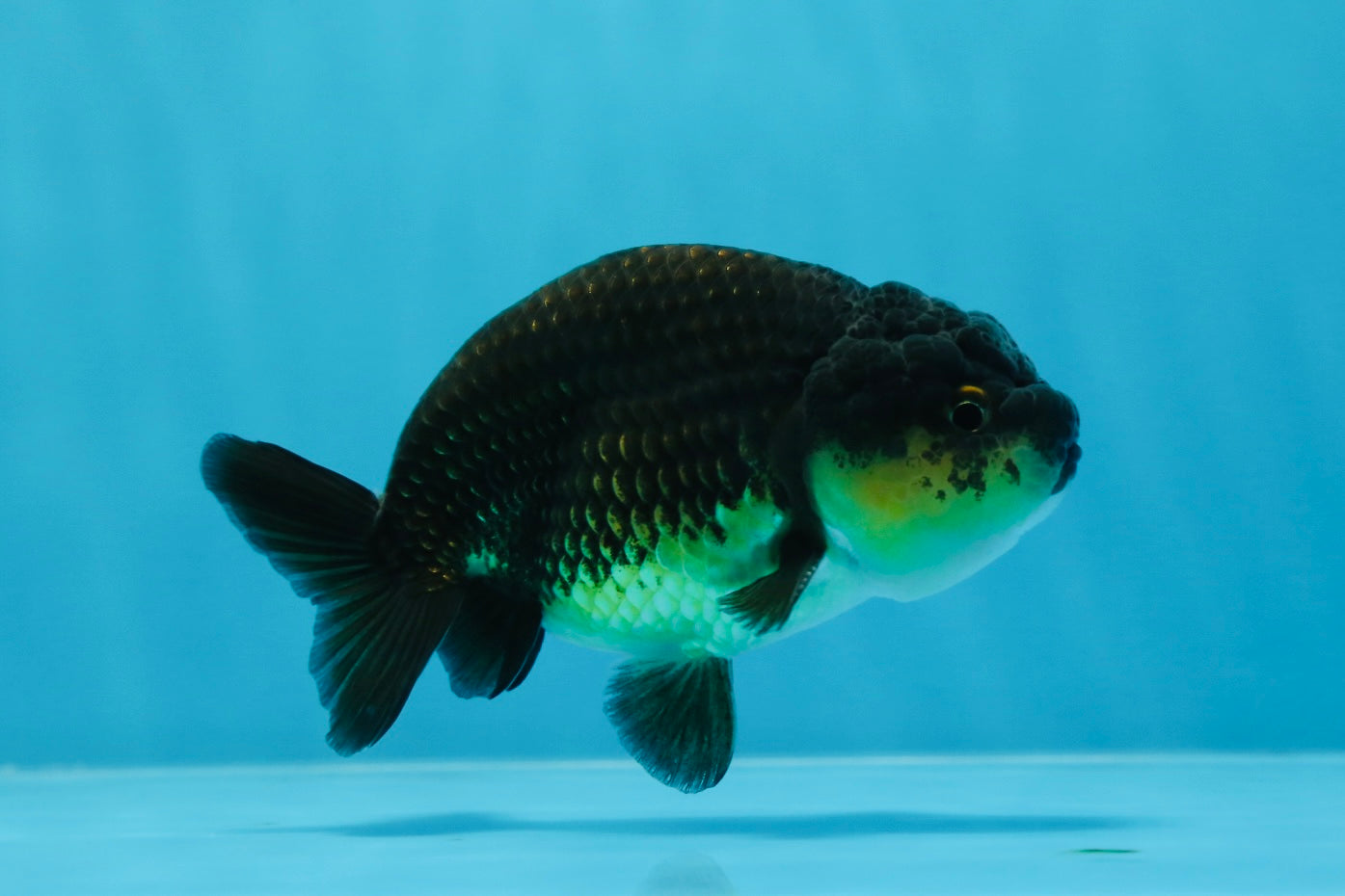 Black Gold Ranchu Female 4 inches #0726RC_34