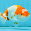 Special Kohaku Ranchu Male 4.5 inches #122724LC_09