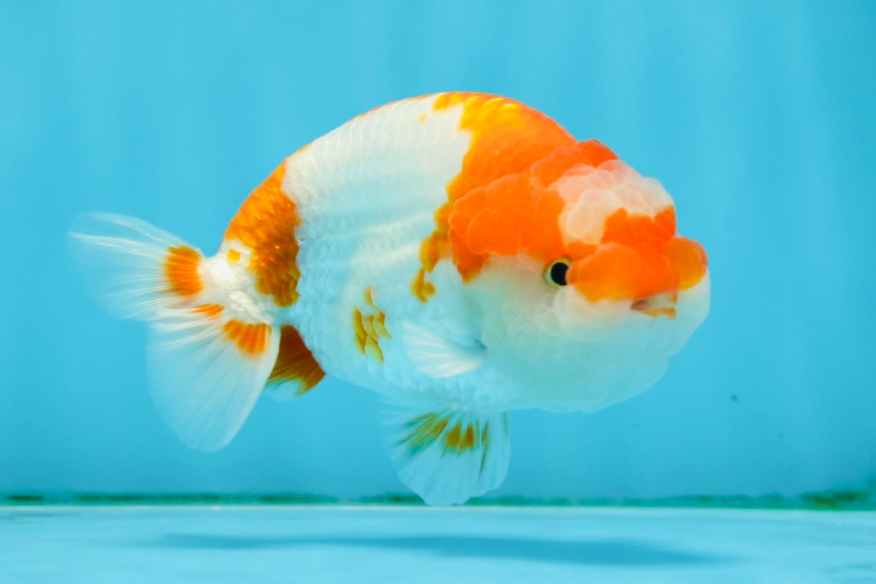 Special Kohaku Ranchu Male 4.5 inches #122724LC_09