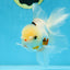 A Grade Tricolor Oranda Male 5.5 inches #070425OR_15