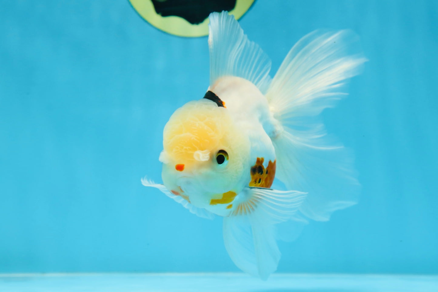 A Grade Tricolor Oranda Male 5.5 inches #070425OR_15