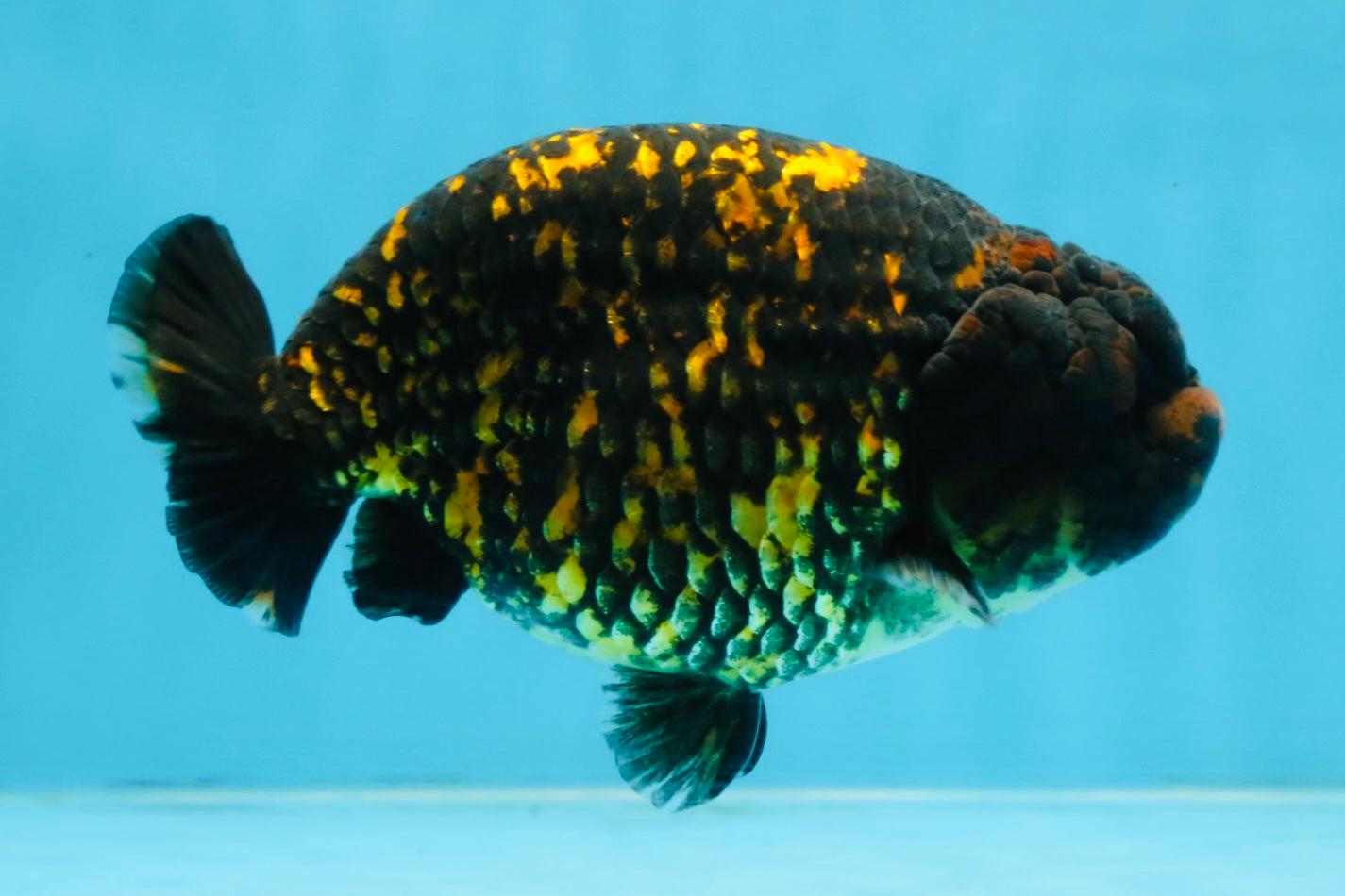 A Grade Tiger LionKing 4.5-5 inches #110725LC_17