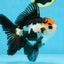A Grade Tricolor Oranda Male 5 inches #100325OR_20