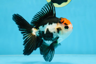 A Grade Tricolor Oranda Male 5 inches #100325OR_20