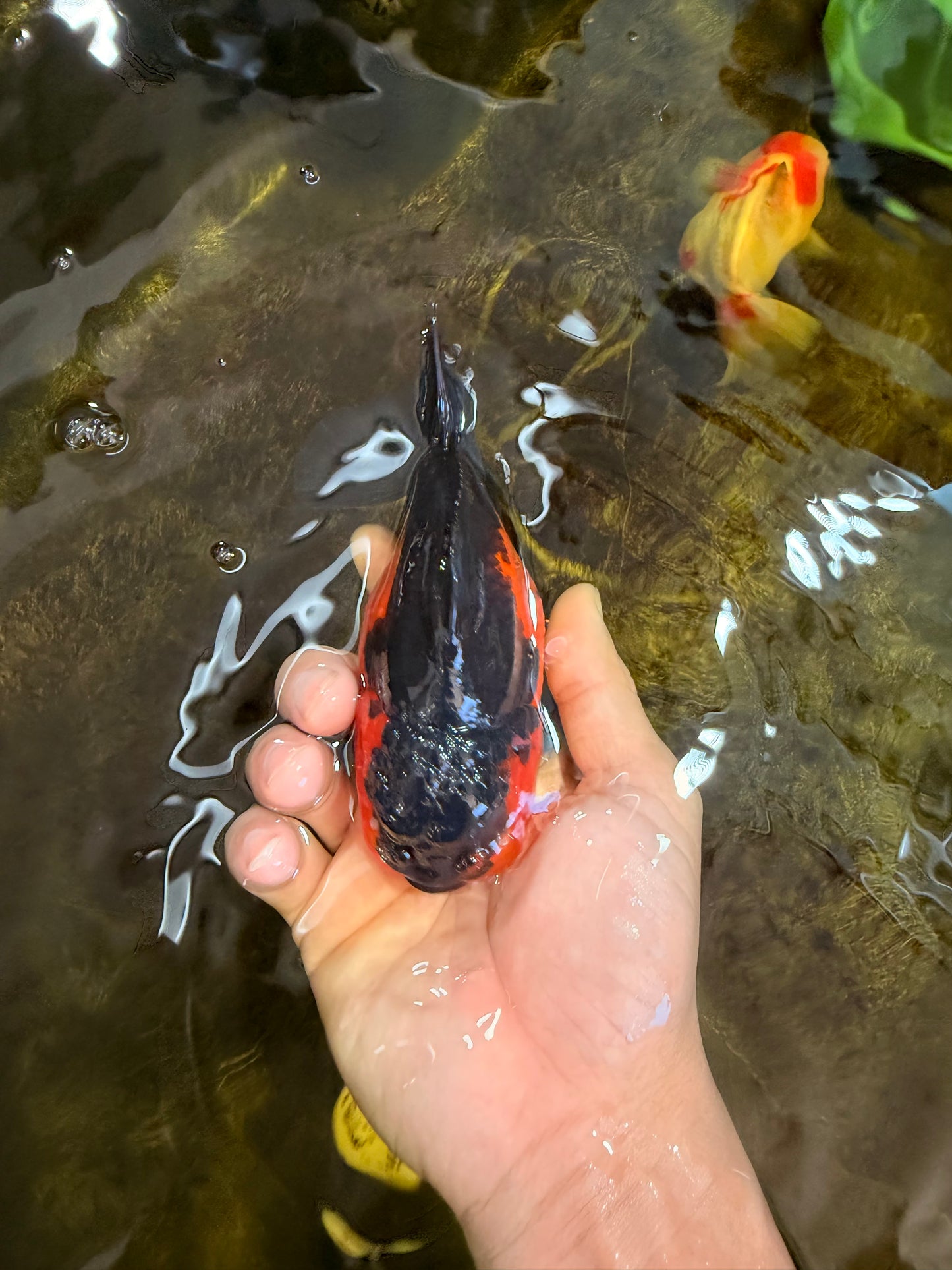 A Grade Apache Yuanbao Male 5 inches #101025YB_26