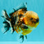 AAA Grade Calico Kirin Yuanbao Male 4.5-5 inches #100226YB_05