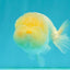 White LionChu Female 4-4.5 inches #042426LC_18