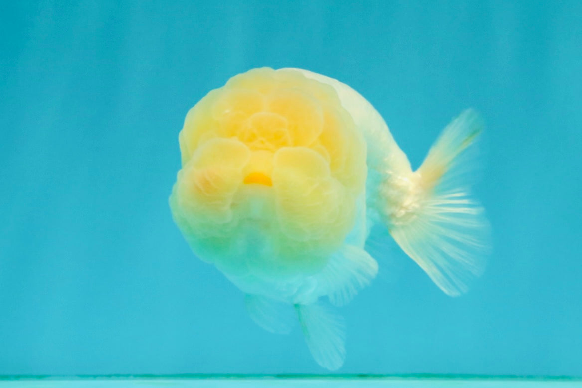 White LionChu Female 4-4.5 inches #042426LC_18