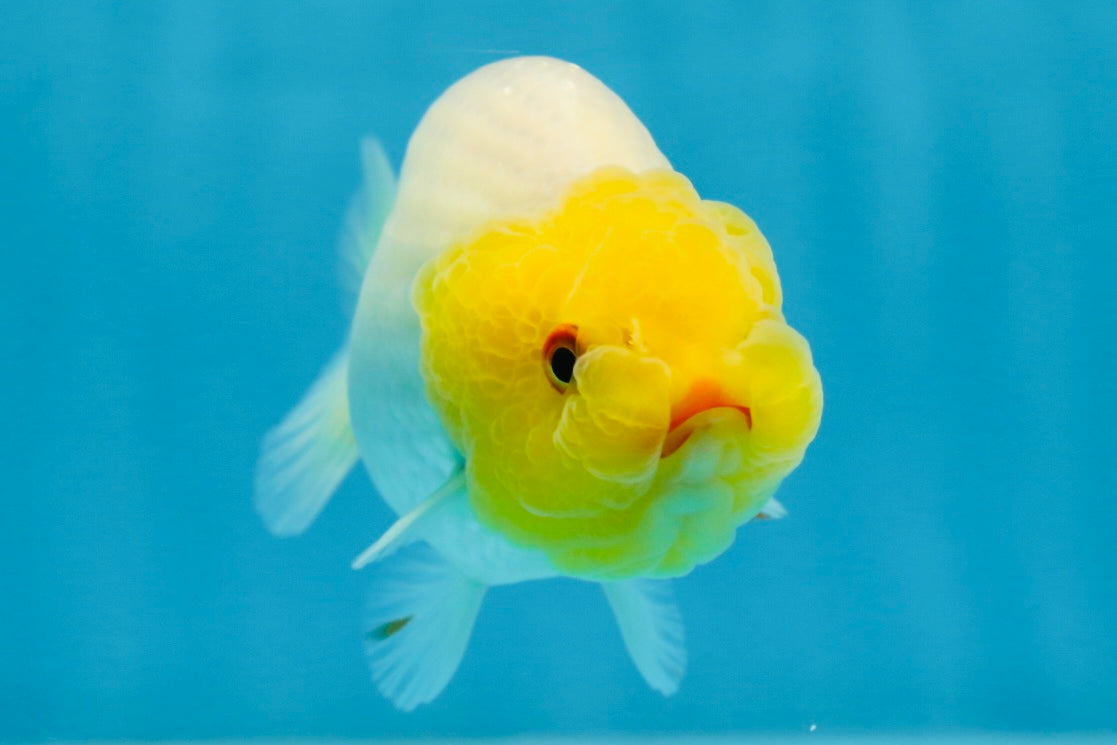 A Grade Lemonhead LionQueen 4 inches #070425LC_13