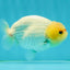 Lemonhead Lionchu Male 4 inches #1004LC_14