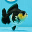 A Grade Panda Yuanbao Male 4.5-5 inches #0927YB_03