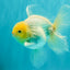 A Grade Strong Body Structure White Oranda Male 5.5-6 inches #062626OR_24