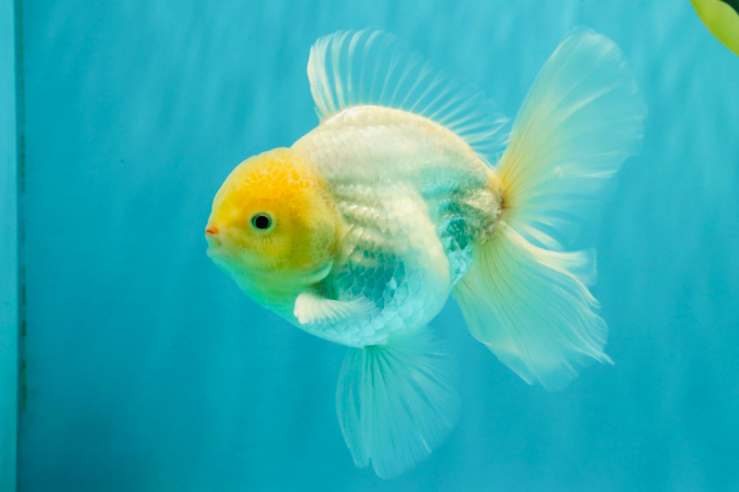 A Grade Strong Body Structure White Oranda Male 5.5-6 inches #062626OR_24