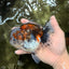 A Grade Calico Oranda Female 5.5 inches #050126OR_05