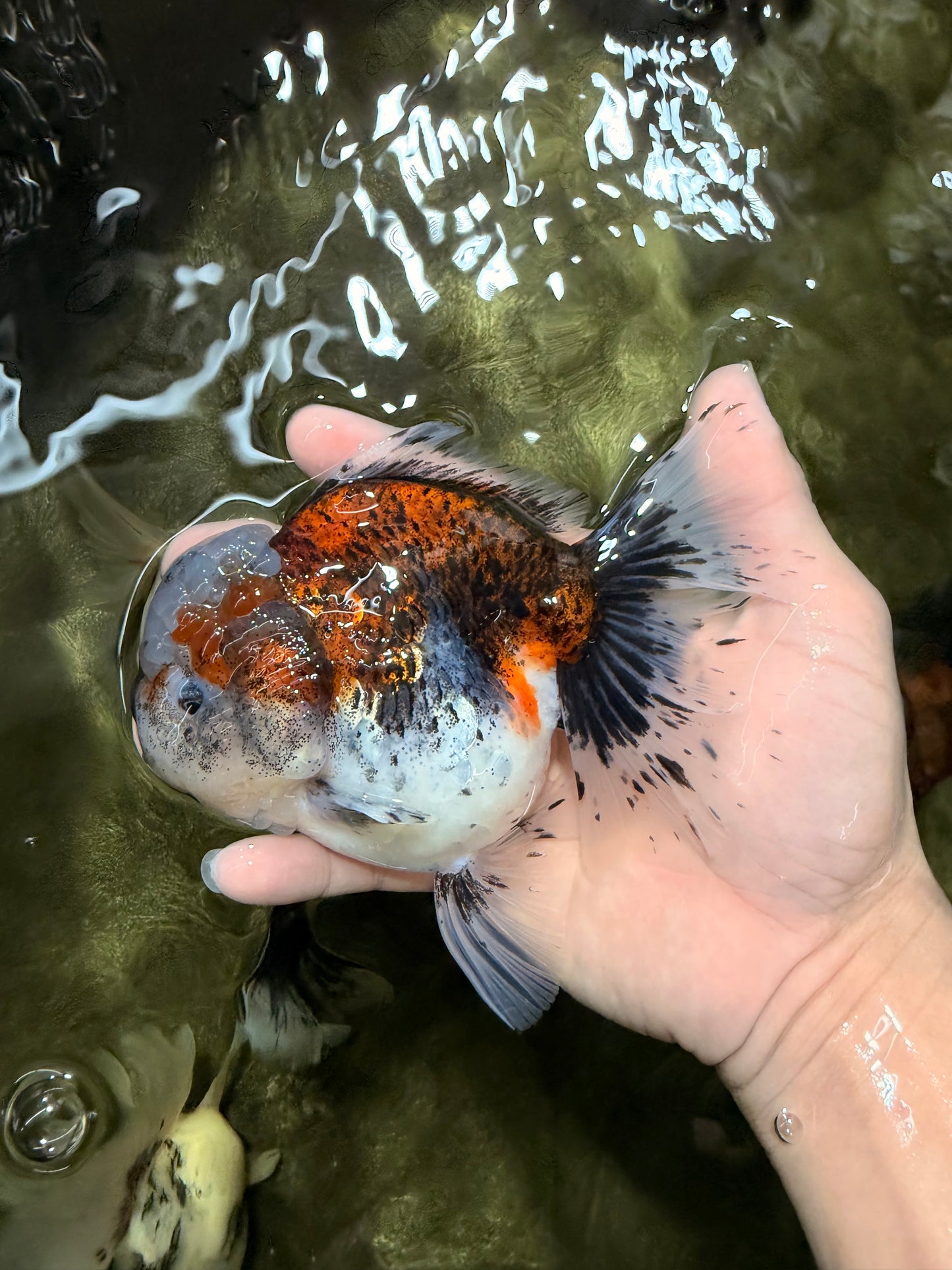 A Grade Calico Oranda Female 5.5 inches #050126OR_05